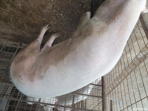 Se vinde scroafă, pentru reproducere sau tăiat  - imagine 2