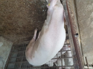 Se vinde scroafă, pentru reproducere sau tăiat  - imagine 3