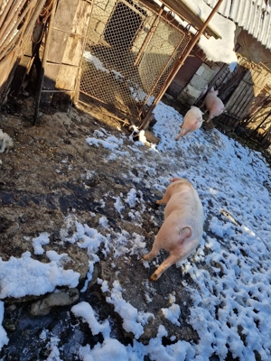 Porci vanzare rasa landras - imagine 2