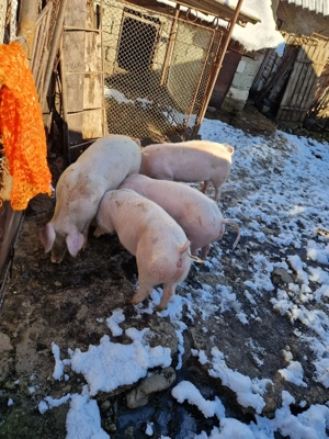 Porci vanzare rasa landras