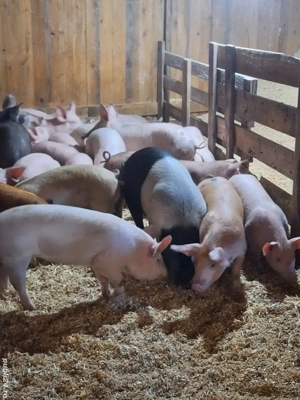 vand purcei si porci - imagine 2