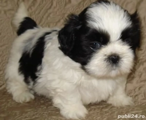 Bichon Havanez talie mică 