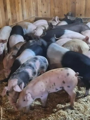vand purcei si porci