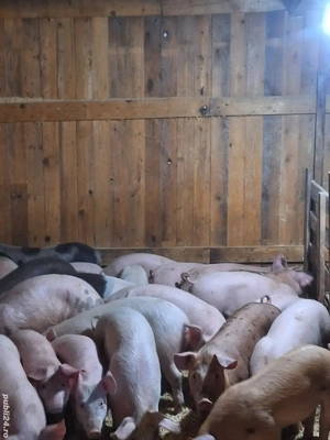 vand purcei si porci - imagine 3