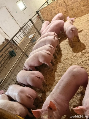 vand purcei de la 60-70 de kg - imagine 3