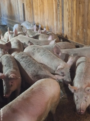 vand purcei si porci - imagine 4