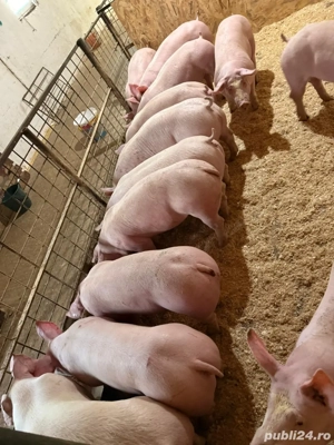 vand purcei de la 60-70 de kg - imagine 5