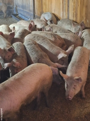 vand purcei si porci - imagine 5
