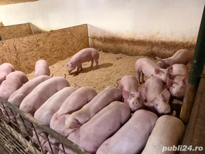 vand purcei de la 60-70 de kg - imagine 2