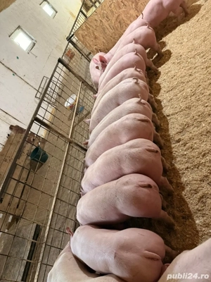 vand purcei de la 60-70 de kg - imagine 4