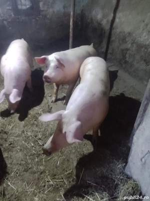 Porcii între 60-70kg - imagine 3