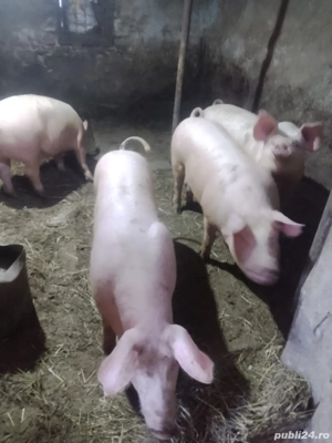 Porcii între 60-70kg
