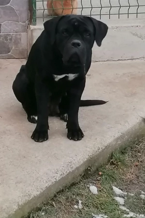 Femela cane corso  - imagine 3