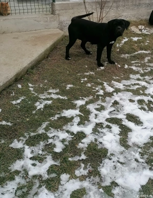 Femela cane corso  - imagine 2