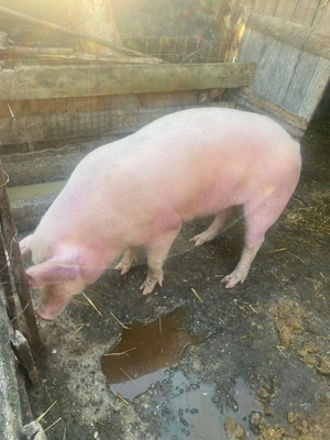 Porc de vânzare                  - imagine 2