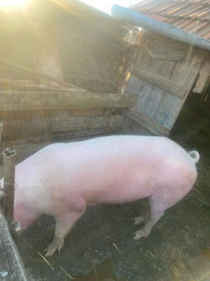 Porc de vânzare                  - imagine 3