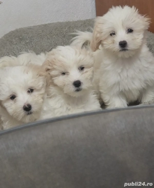 Vând pui Bichon Maltez - imagine 4