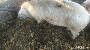 Șoldană de vânzare 