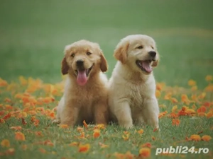 Transport animale Bacău,Piatra Neamț,Suceava, Focșani 