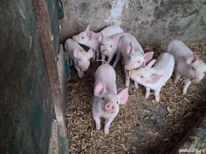 Vand purcei de crescut  - imagine 2