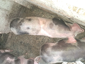 porci de vanzare - imagine 2