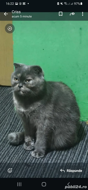 pisicute forte dragalase