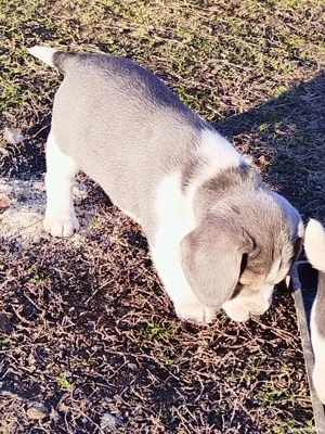 Beagle blue - imagine 3