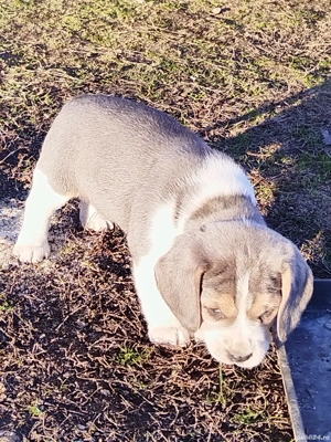 Beagle blue - imagine 2