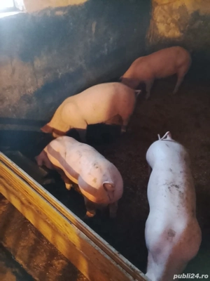 Șoldani de vânzare  - imagine 3