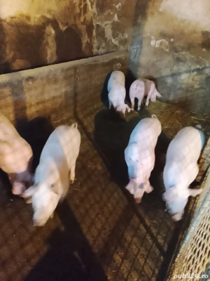 Șoldani de vânzare  - imagine 2