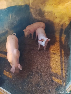 Șoldani de vânzare 