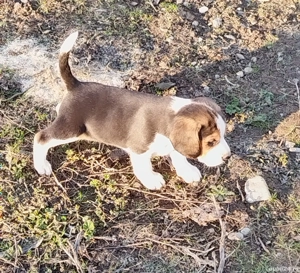 Beagle tricolor - imagine 3