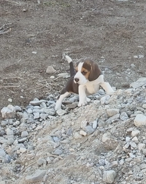 Beagle tricolor