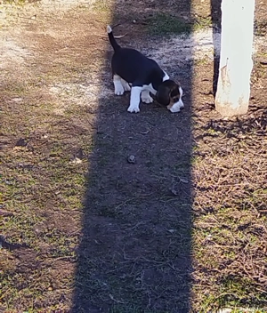 Beagle tricolor - imagine 2