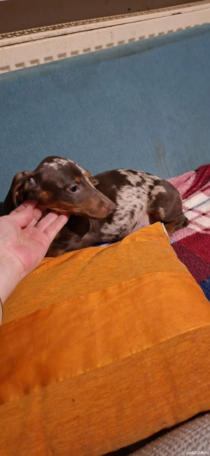 Teckel kaninchen - imagine 3