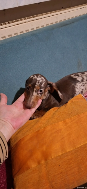 Teckel kaninchen - imagine 2