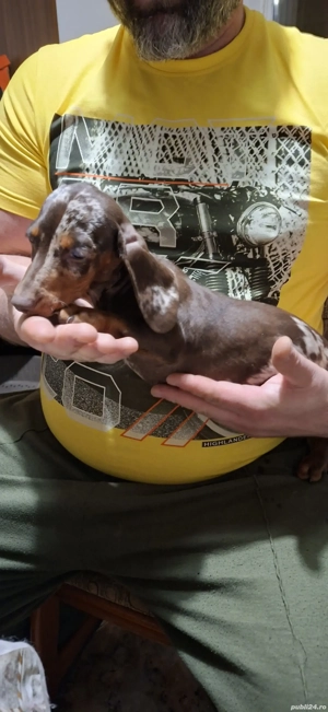 Teckel kaninchen - imagine 4