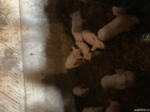 Purcei de vânzare - imagine 2