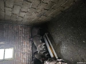 Vand purcei - imagine 2