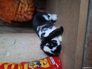 de vânzare doi iepuri - imagine 2