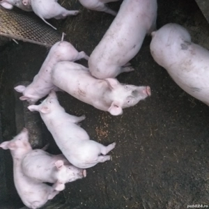 Vînd porci și purcei Coșoveni