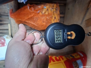 de vânzare doi iepuri - imagine 5