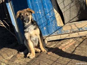 Căteluși drăgălași - imagine 2