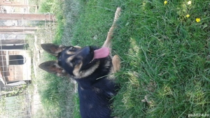 Căteluși drăgălași - imagine 3