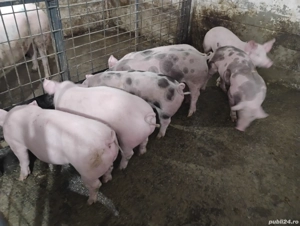 vind purci - imagine 5