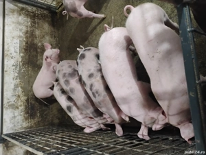 vind purci - imagine 4