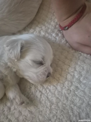 Vând pui bichon 500 lei - imagine 2