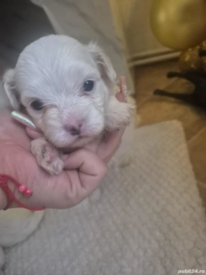 Vând pui bichon 500 lei - imagine 4