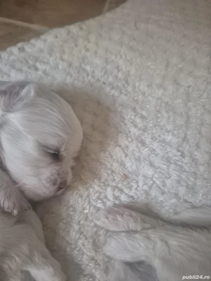 Vând pui bichon 500 lei - imagine 3