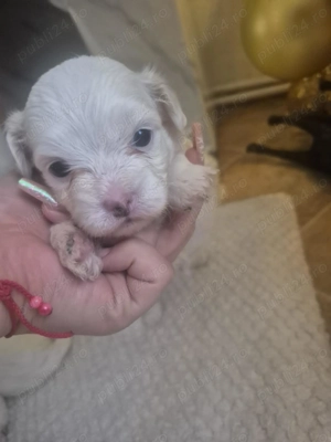 Vând pui bichon 500 lei - imagine 6